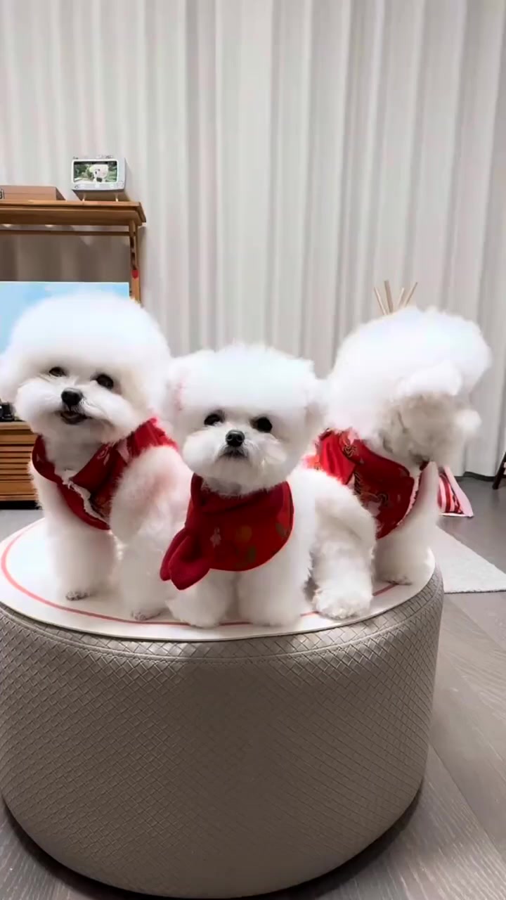 四只萌宠小白狗,红巾加身超可爱