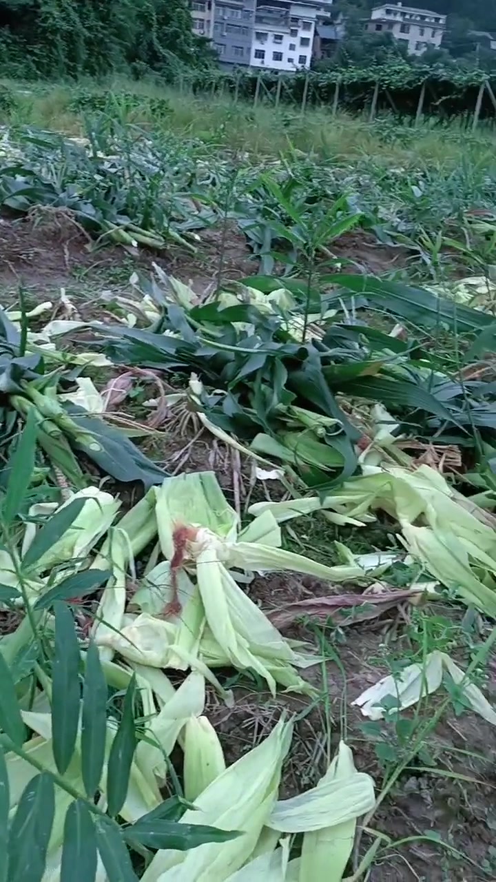 姜和玉米套种,看来还是蛮好的哦
