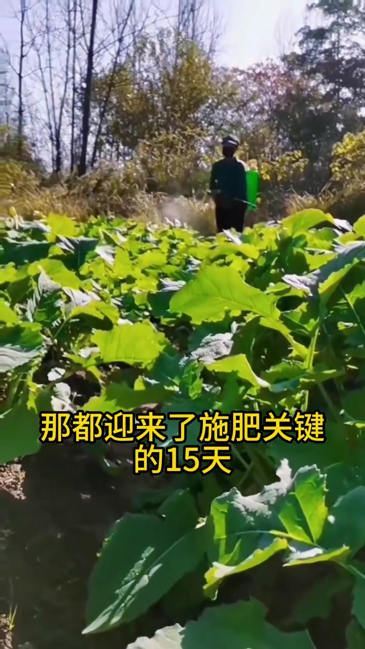 掌握油菜种植技巧，开启三农致富新途径