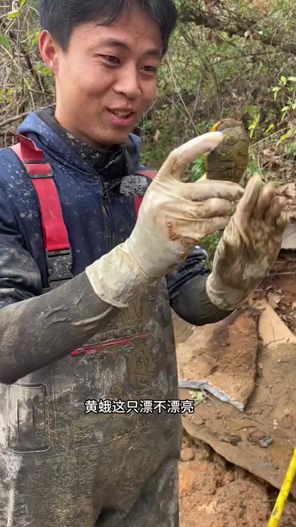 花2000包下许久的甲鱼塘,没想到品质那么好的甲鱼抓到那么多?三农 我的乡村生活 户外