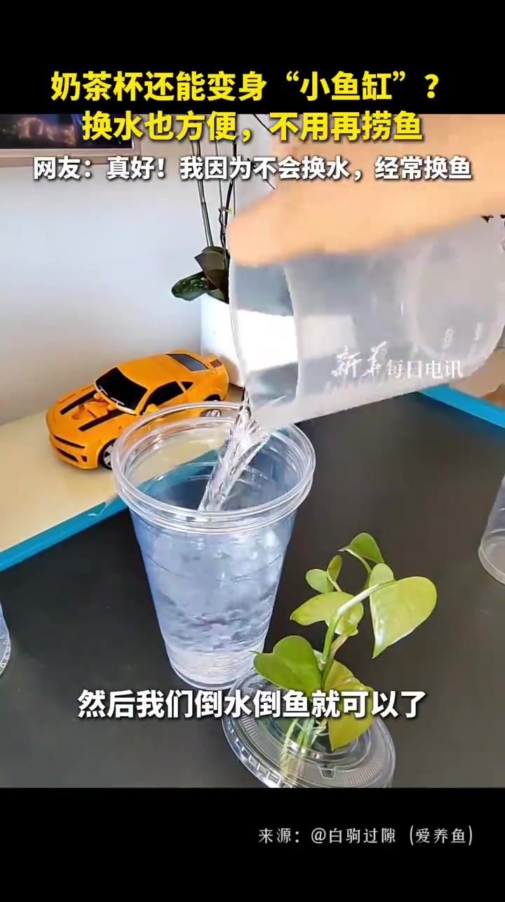 「收藏!简单几步奶茶杯变小鱼缸」奶茶杯养鱼换水小技巧 奶茶杯还能变身“小鱼缸”,换水也方便