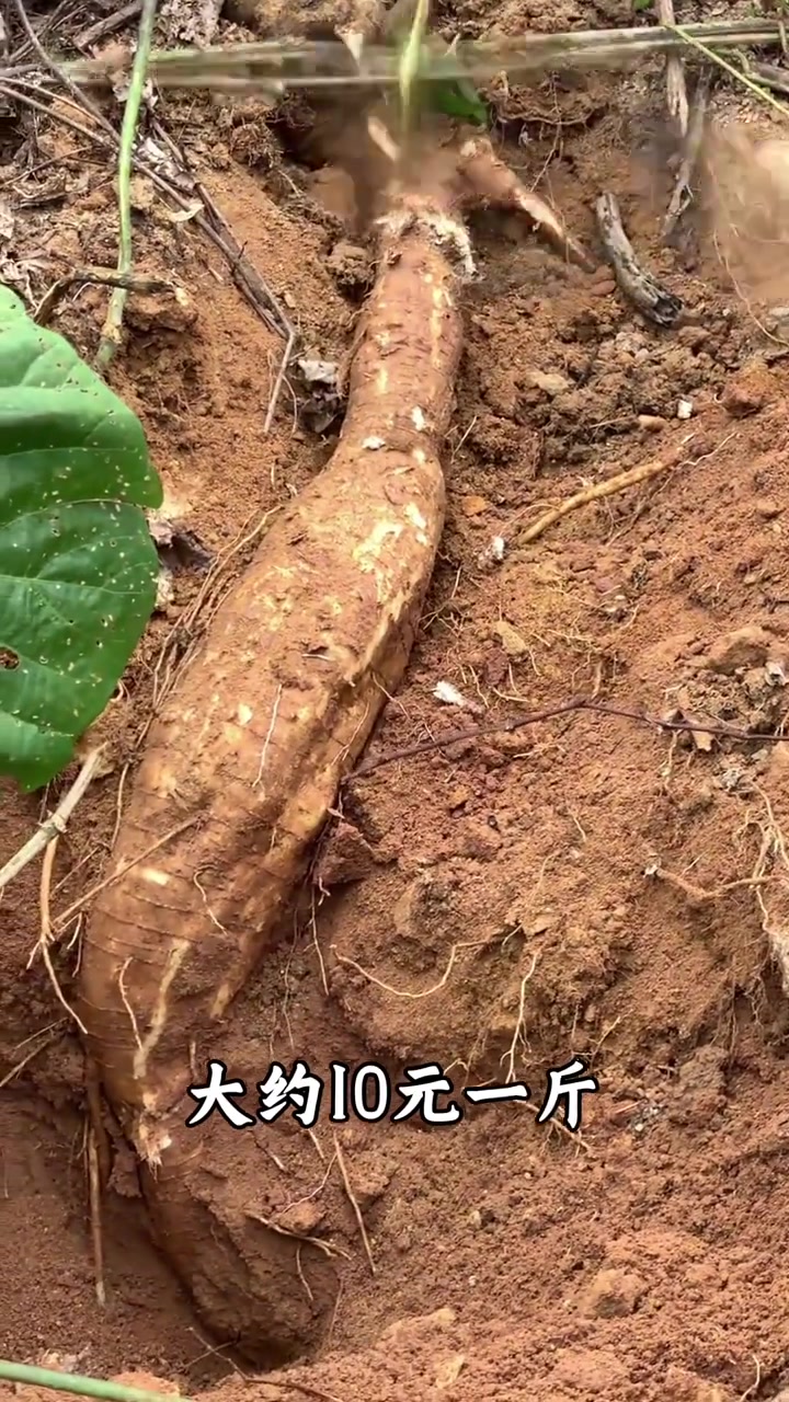 科普分享一些菜的种类,你看你认识几种!