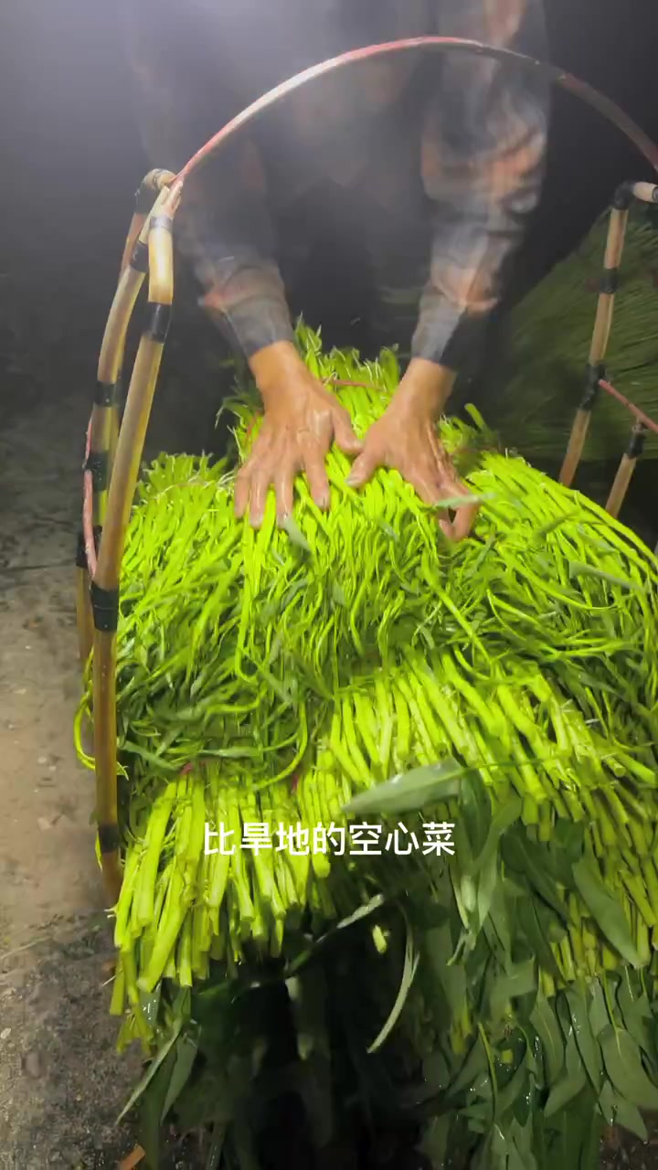 白色须须的博白空心菜证明这品质很好