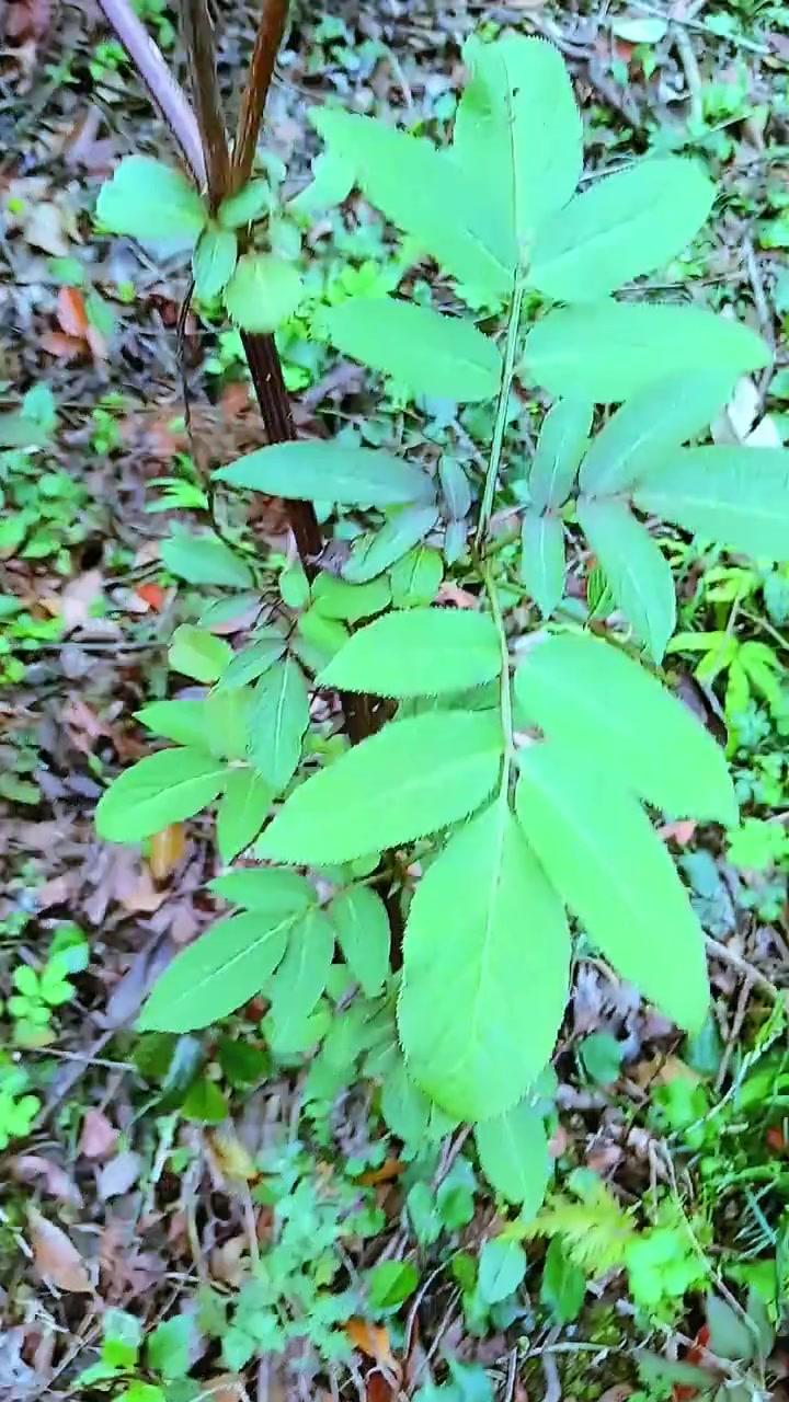 野生药材。你知道有什么药用价值