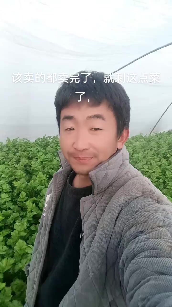 大棚蔬菜种植视频