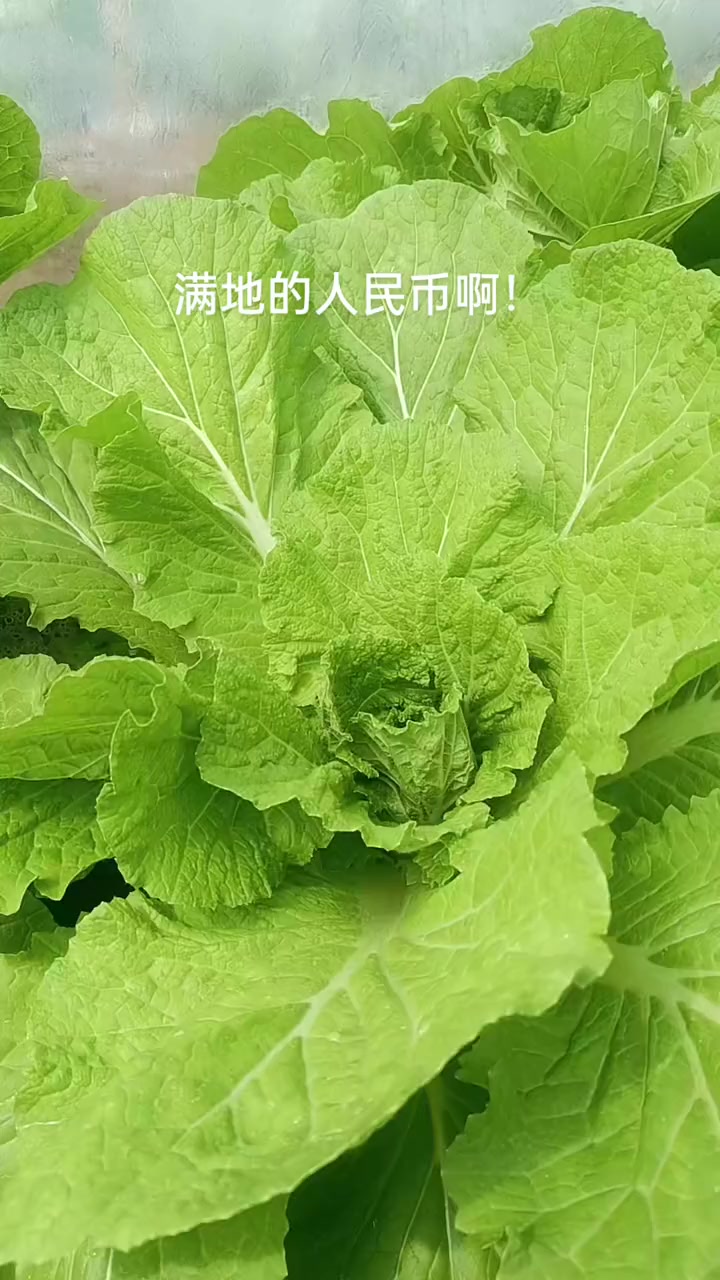 自己种的纯天然的绿色蔬菜