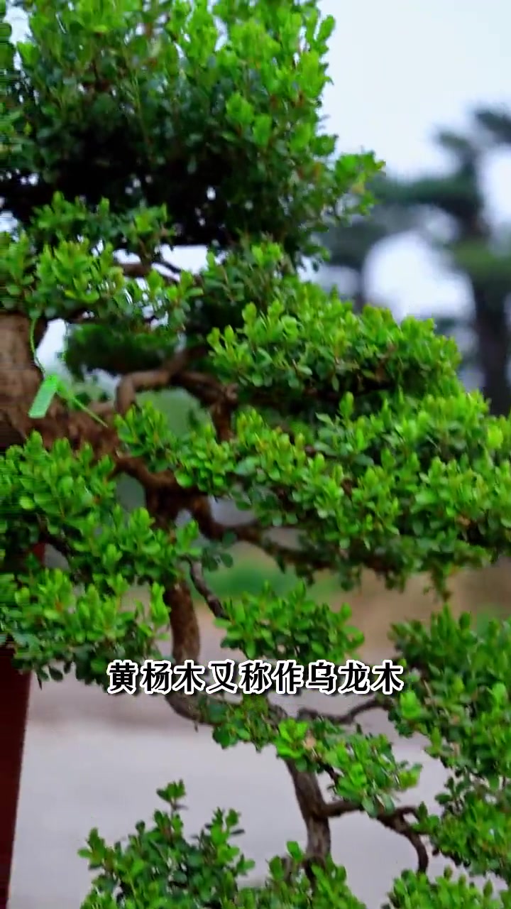 咱家的镇园宝贝瓜子黄杨盆景，造型灵动飘逸，你爱了吗
