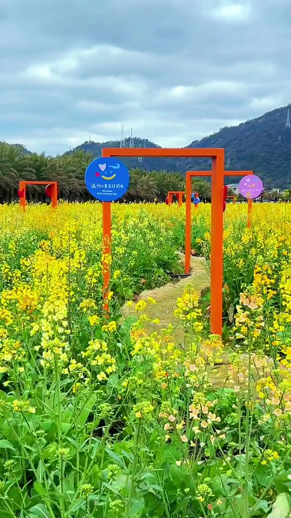 免门票免停车费看油菜花海