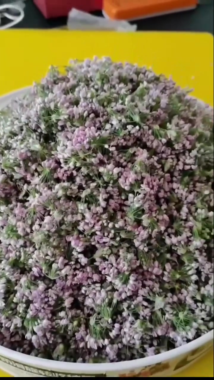 多肉植物一剪梅