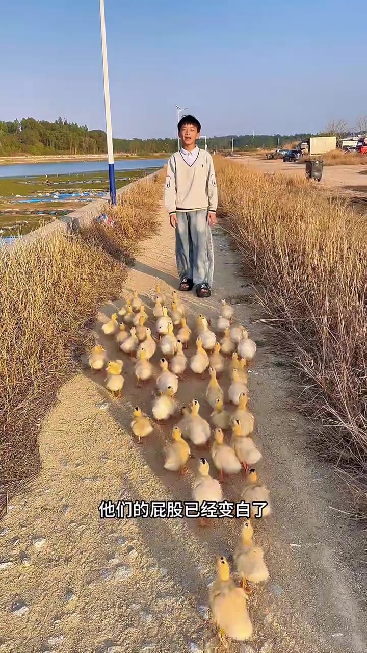 这个小鸭子长大后就变成白色的北京鸭了,很好看!