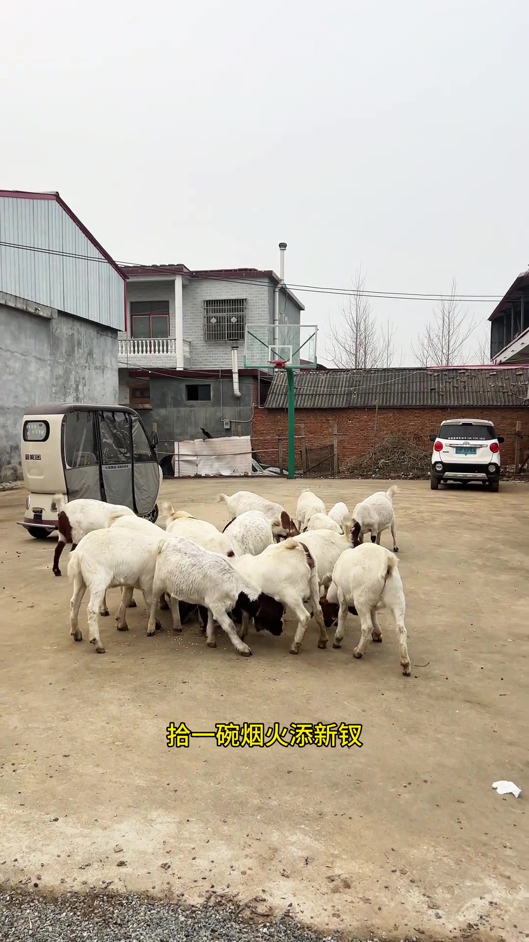 一个人的生活,养些鸡鸭鹅,简单却充实
