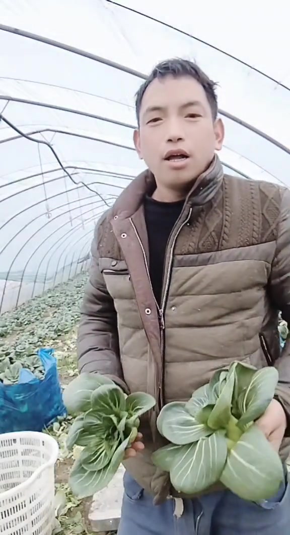 大棚蔬菜种植视频