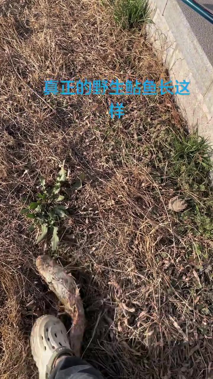 真正的野生鲇鱼长这样,估计你们小时候见过