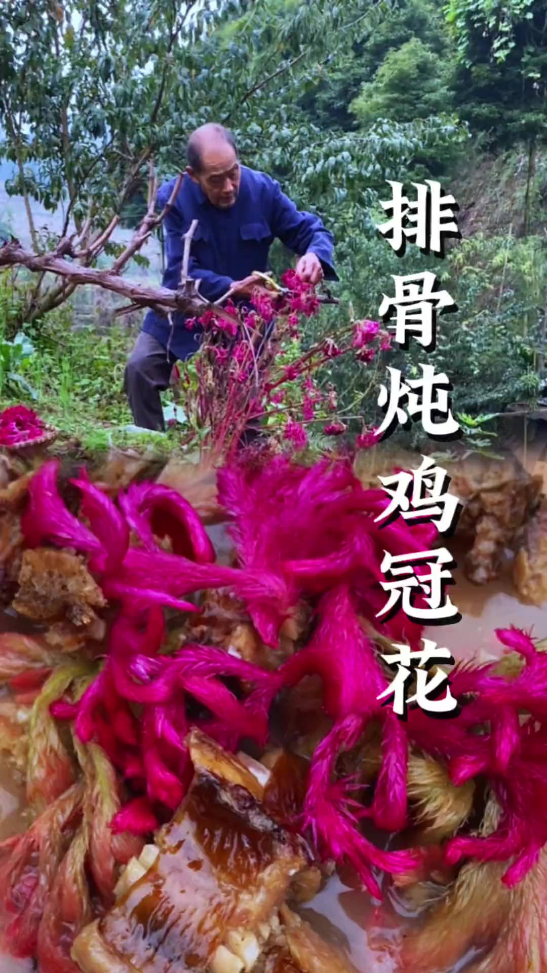 家门口每年都会种些鸡冠花，除了观赏，还可以拿来炖肉吃