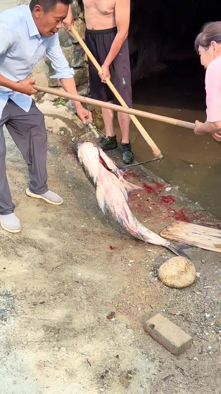 二十多斤的胖头鱼你见过没有？这是这么多年石门出的最大的鱼了吧