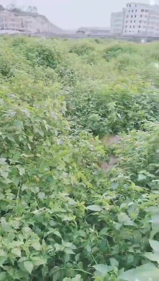 根本吃不完，根本吃不完，这么多白花菜，有想吃的快点来摘咯