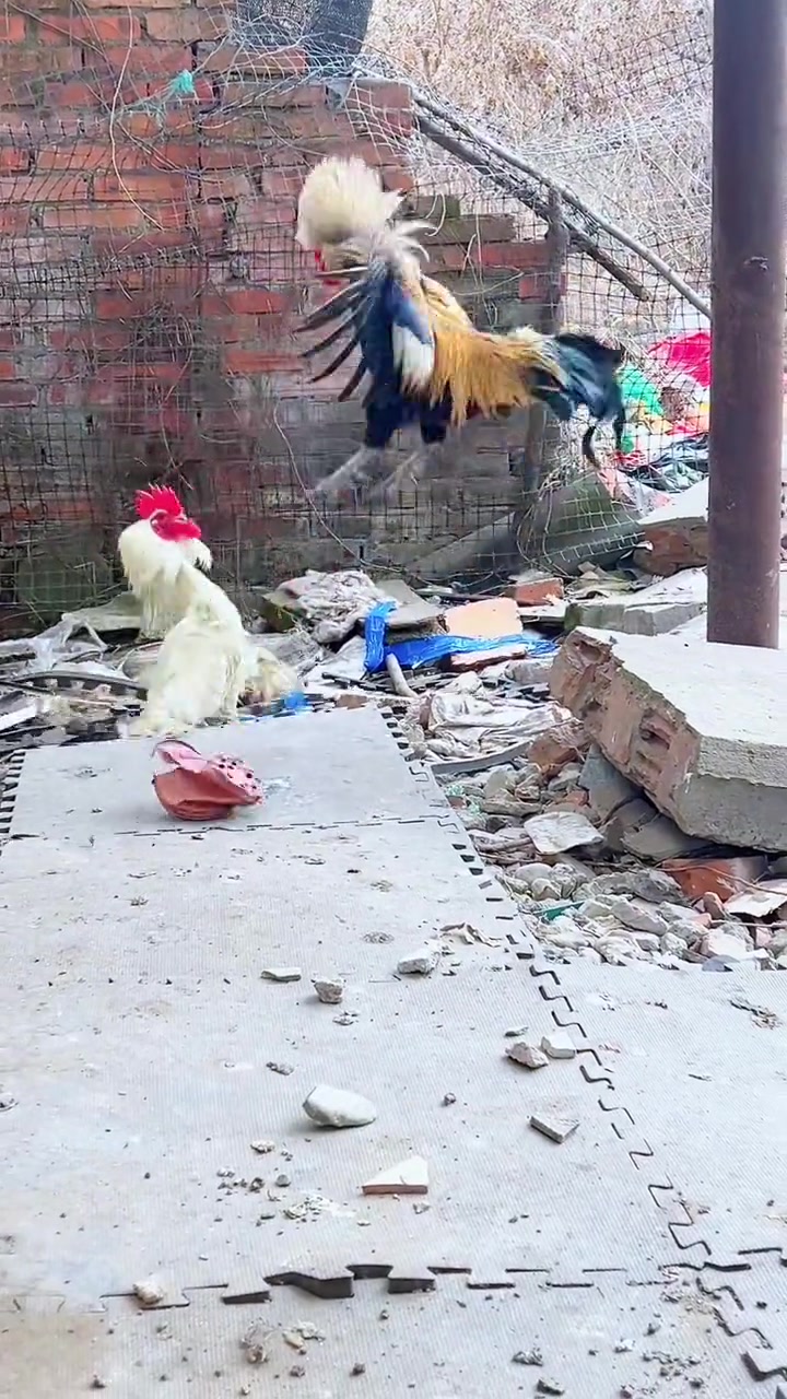四川老品种土鸡对决：4.5斤七年天凰鸡大战“七月”白鸡