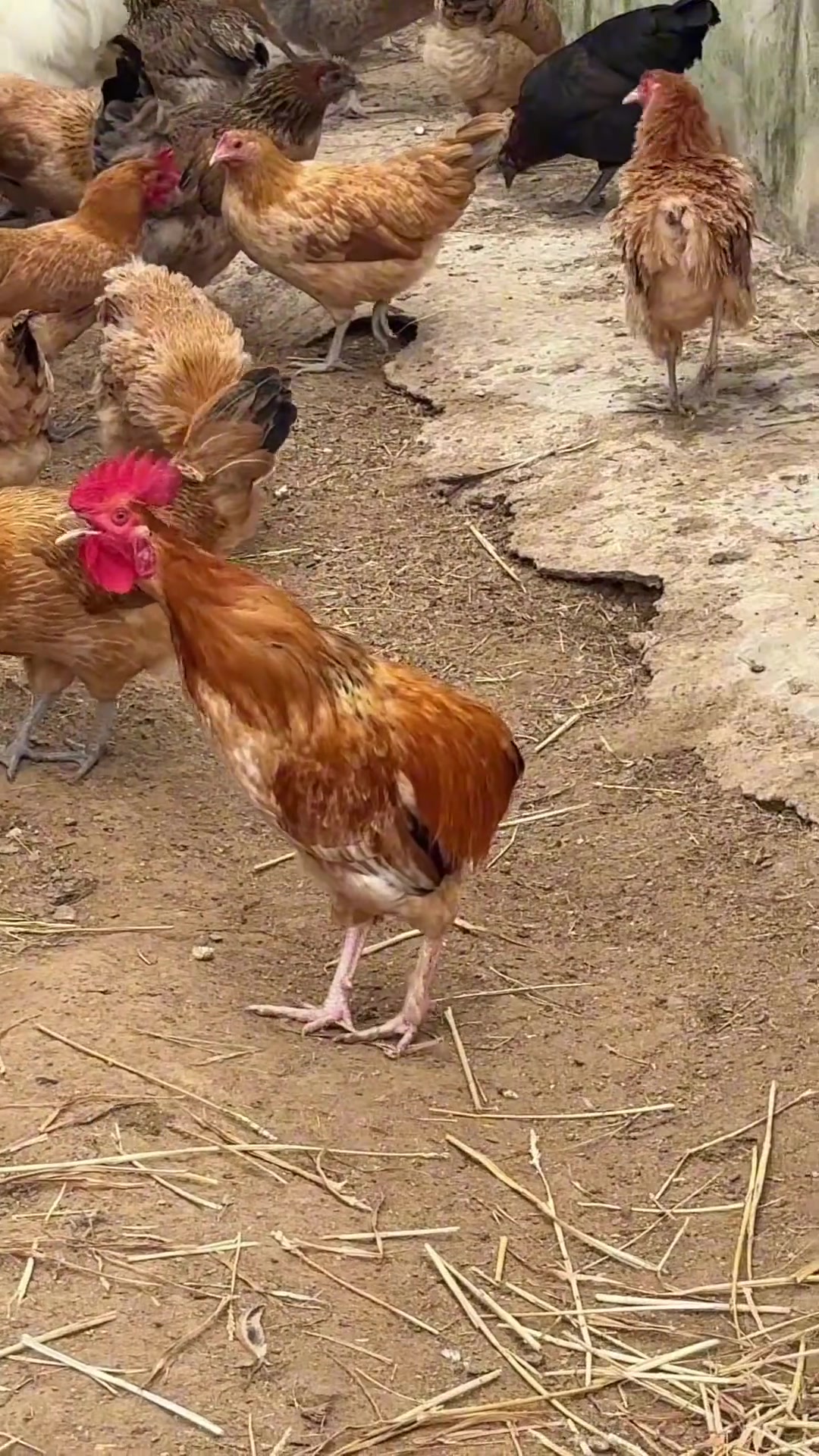 你家鸡品种里有没有慢羽鸡