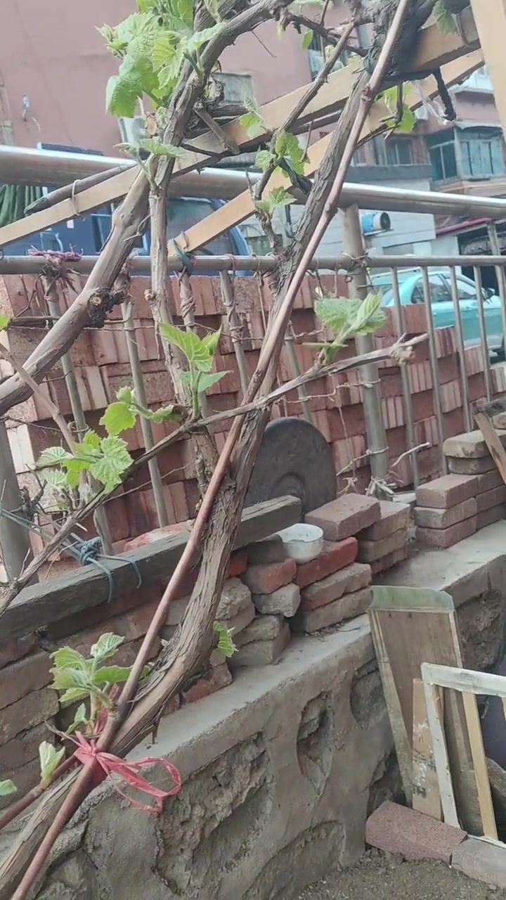 家人们,看我从山上移植回来一棵小黑粒葡萄,长势良好