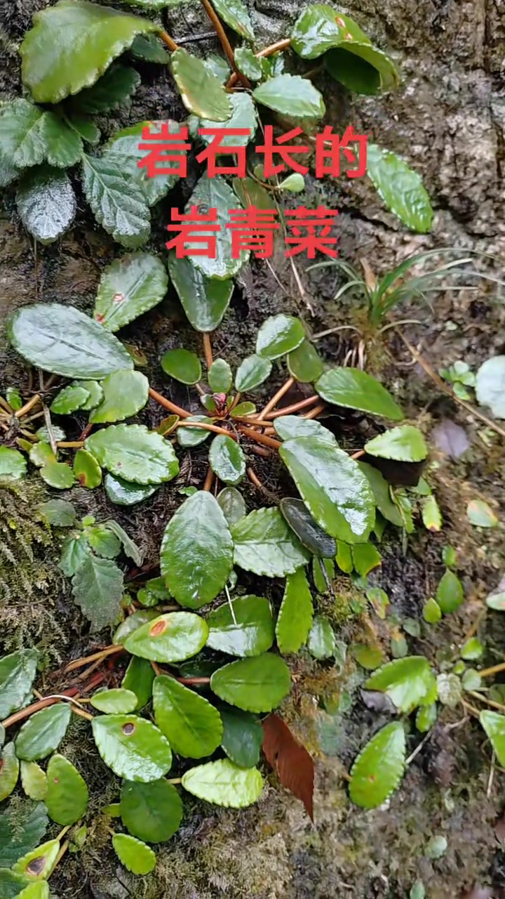 清新翠绿的岩青菜!