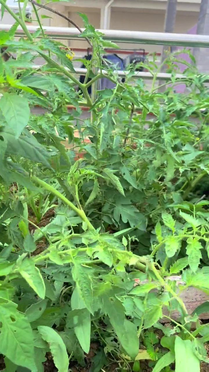 老妈楼顶的小菜园，老爸又重新设计了，还贴上瓷砖，太喜欢