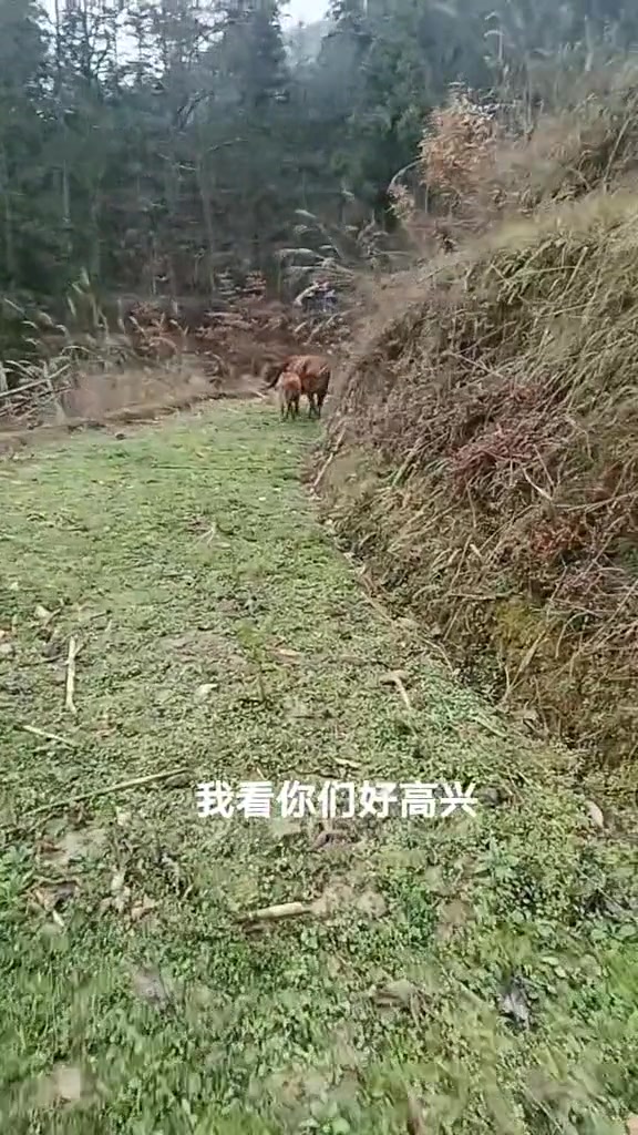 土黄牛肉质鲜美，养殖前景究竟如何？