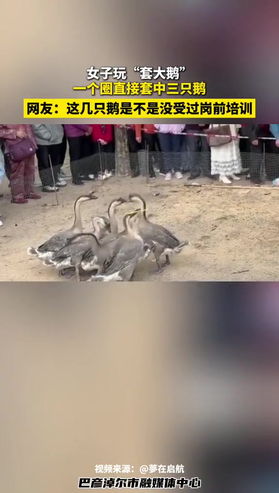 女子玩“套大鹅”，一个圈直接套中三只鹅，网友：这几只鹅是不是没受过岗前培训#套大鹅就得这样
