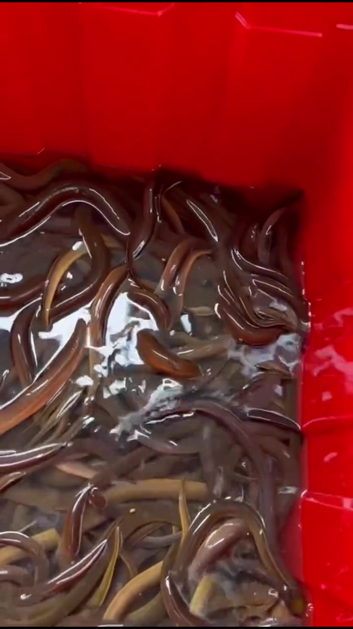 以后长期稳定在海南户外了过年了想吃沙峰鱼