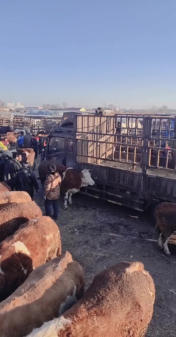 肉牛价格走势