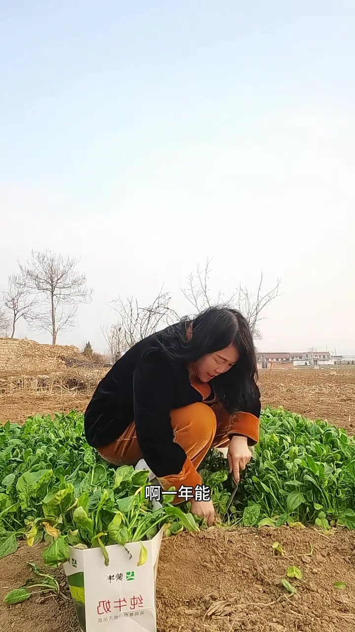 菠菜除了炒着吃还能怎么吃?