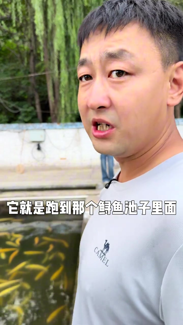 长治太行山里的渔业养殖,山泉水喝出来的鱼,所以自助餐里价格低是真吃不到真正的三文鱼