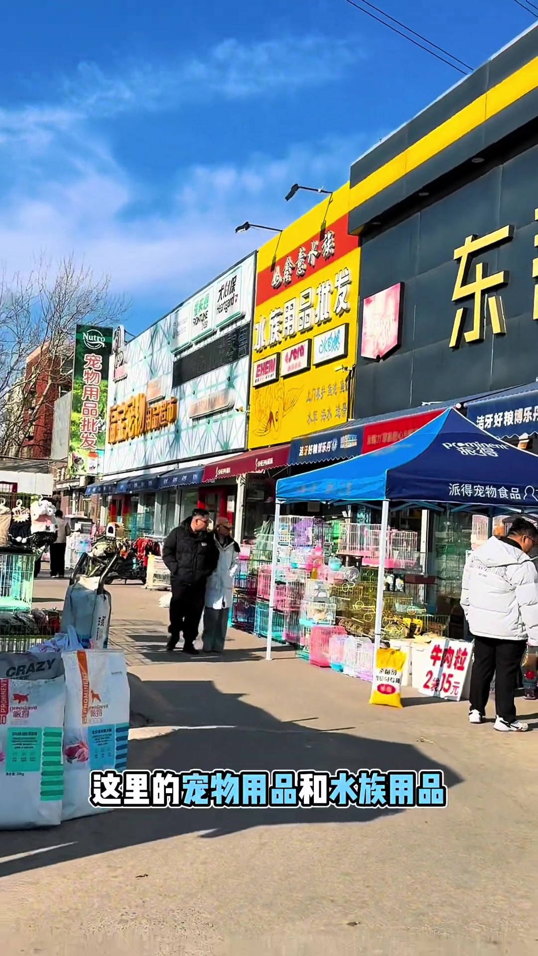 打卡天津中环花鸟鱼虫市场,闯缸鱼已备好,小猪鼻还会远吗?