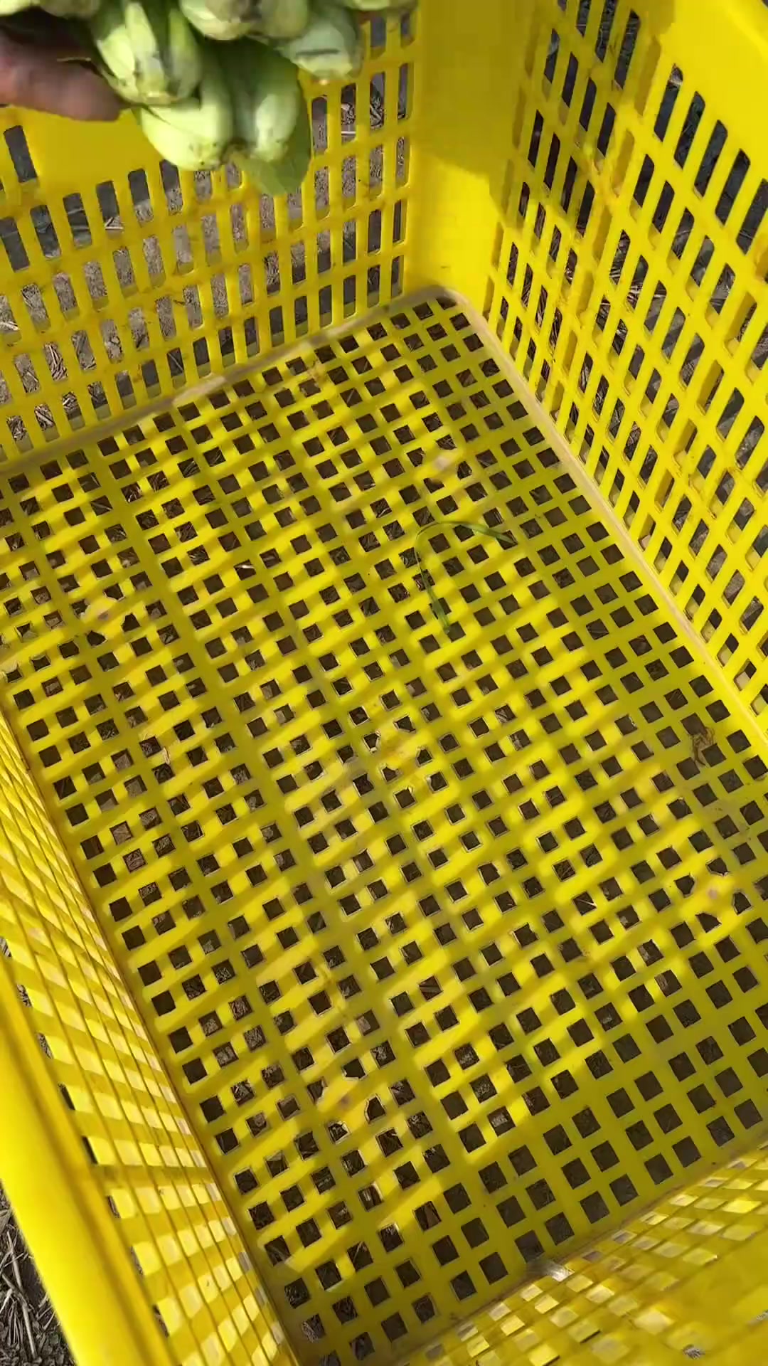 快过年咯~这一批谢了另一批菜又发起来了