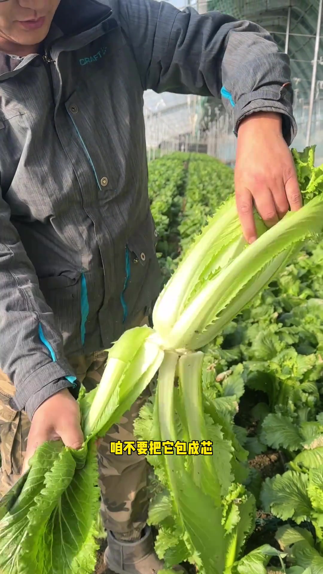 天津本地龙芽菜,鲜嫩爽口的美味!
