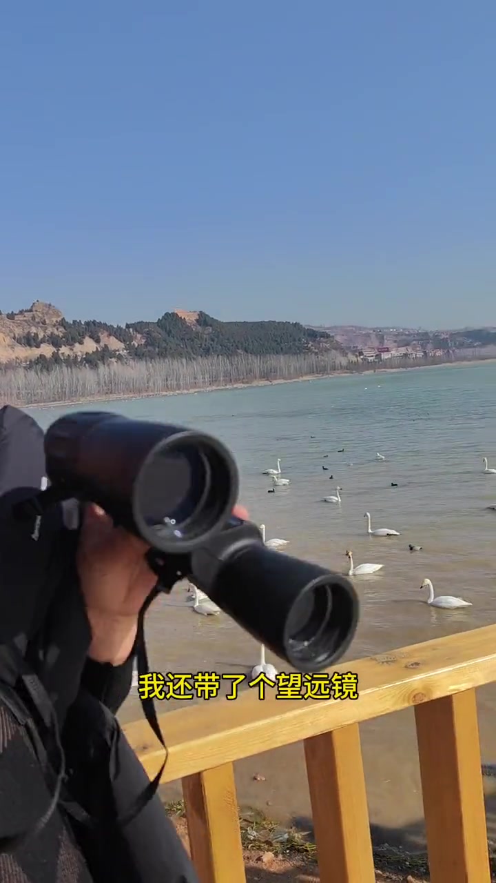 运城平陆县三湾村,每年冬季,西伯利亚的白天鹅就会飞到这边来过冬!确实非常壮观!