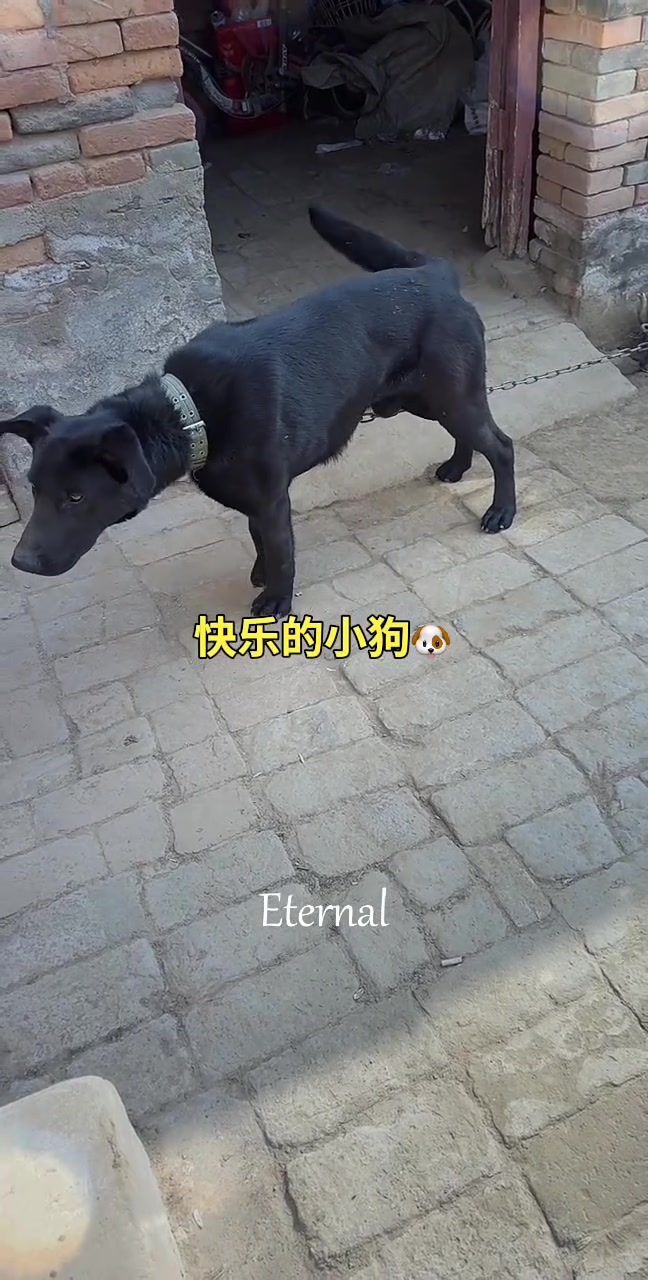 快乐小狗