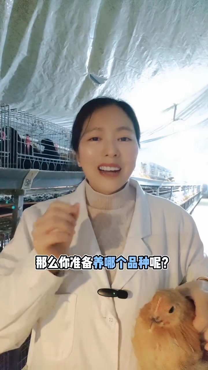 农村最适合做散养的蛋鸡品种!你选哪个呢
