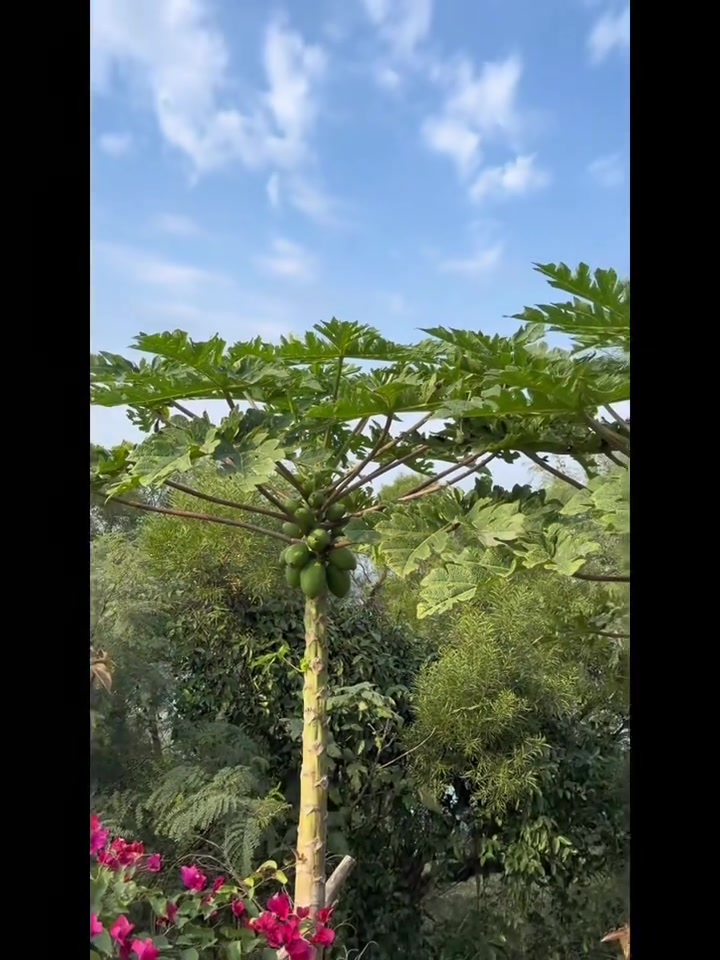 鳄鱼山公园游玩费腿,膝盖不好的人慎去