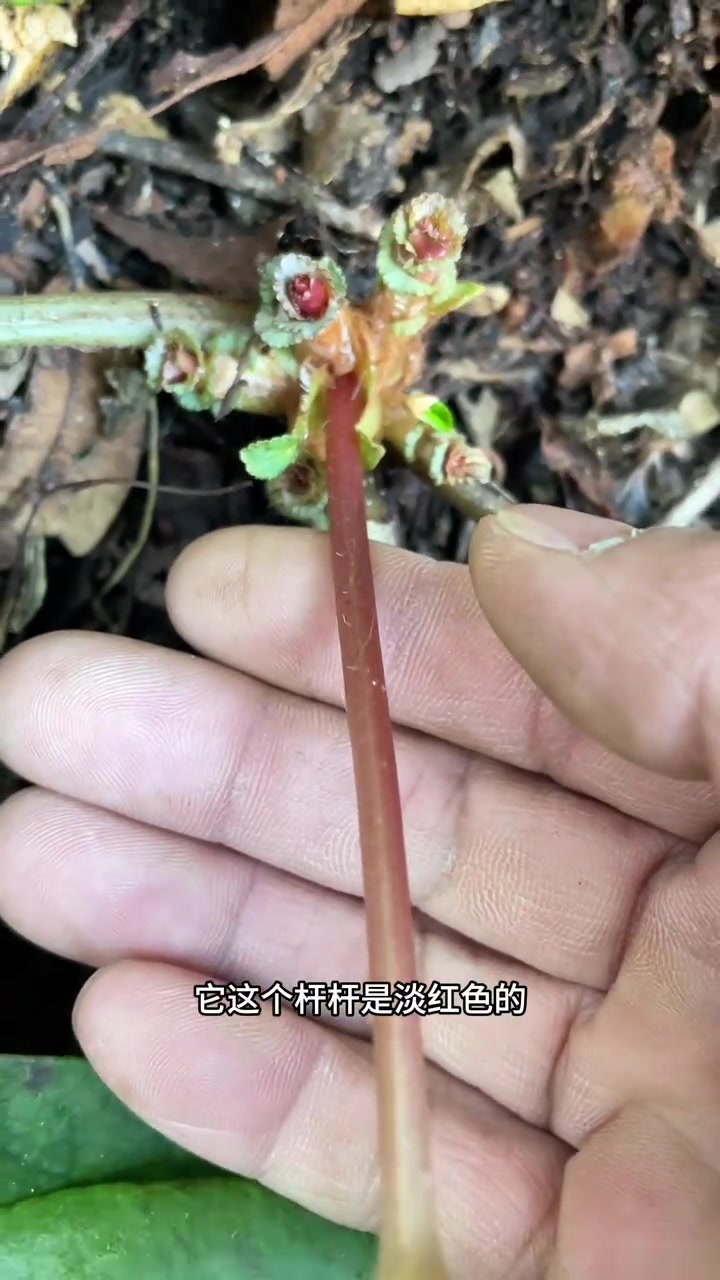 这种植物很多人都叫不出它的名字?在你的家乡有没有?你认识吗?想了解更多可以大叶金腰的作用与