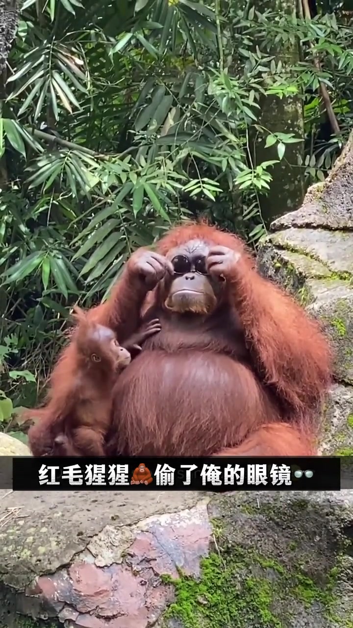 谁有那只猪猪侠的表情包
