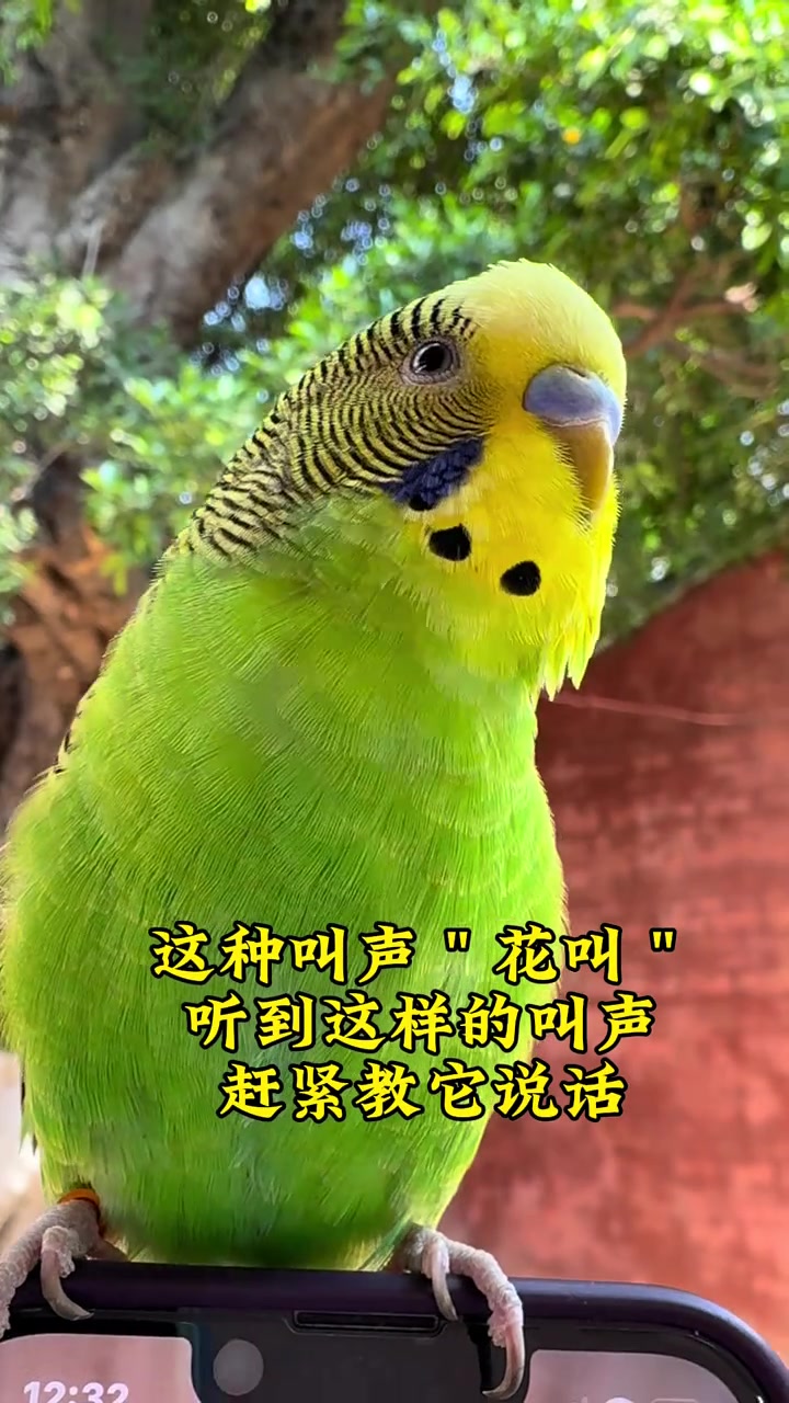 辨别虎皮鹦鹉的两种叫声