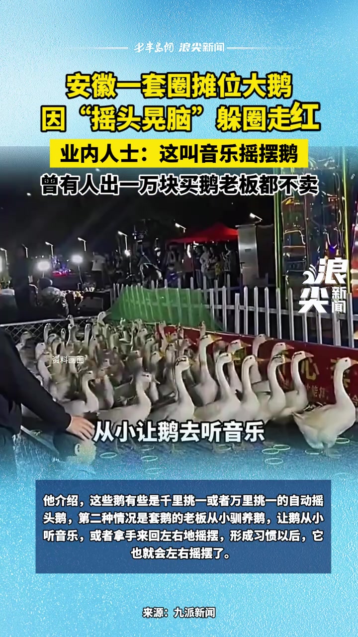 安徽一套圈摊位大鹅因“摇头晃脑”躲圈走红 业内人士:这叫音乐摇摆鹅,曾有人出一万块买鹅老板