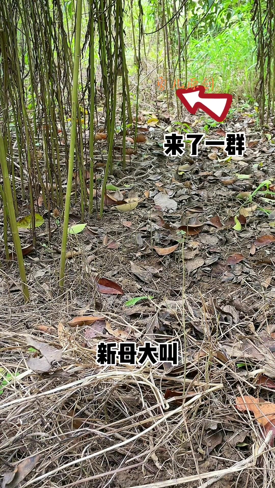 竹鸡三有保护动物严禁伤害