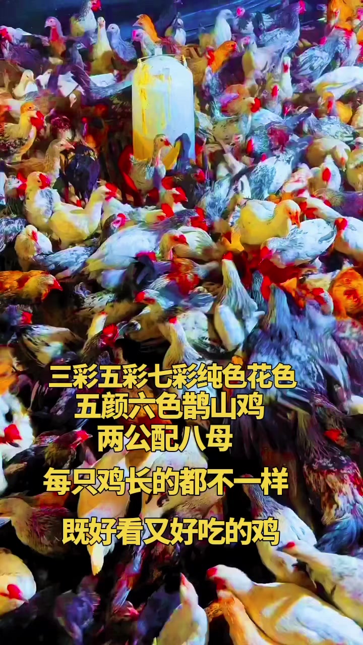 每只鸡的颜色不同