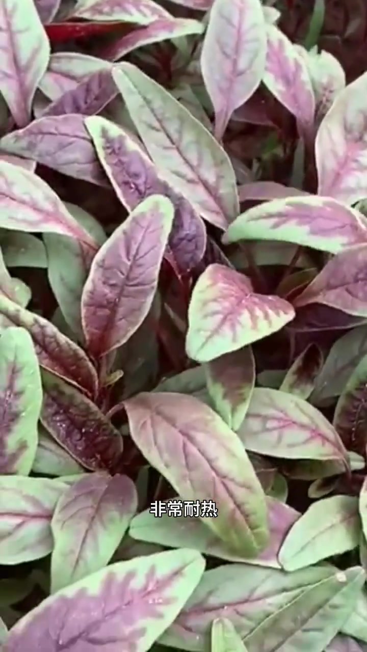 柳叶红苋菜绿苋菜种子，高产红汉菜种子，生长速度快，可多次采摘