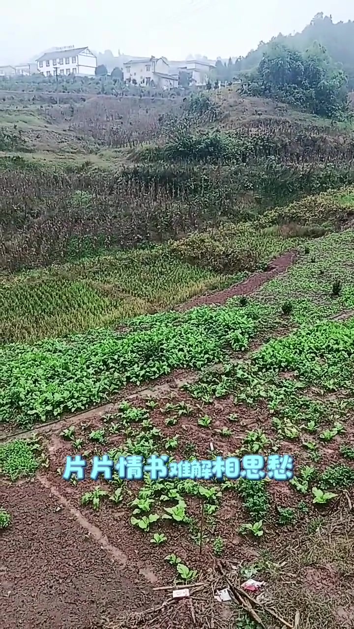 自己种的纯天然的绿色蔬菜