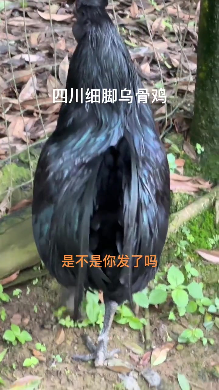 鲜嫩美味的峰岩乌骨鸡!