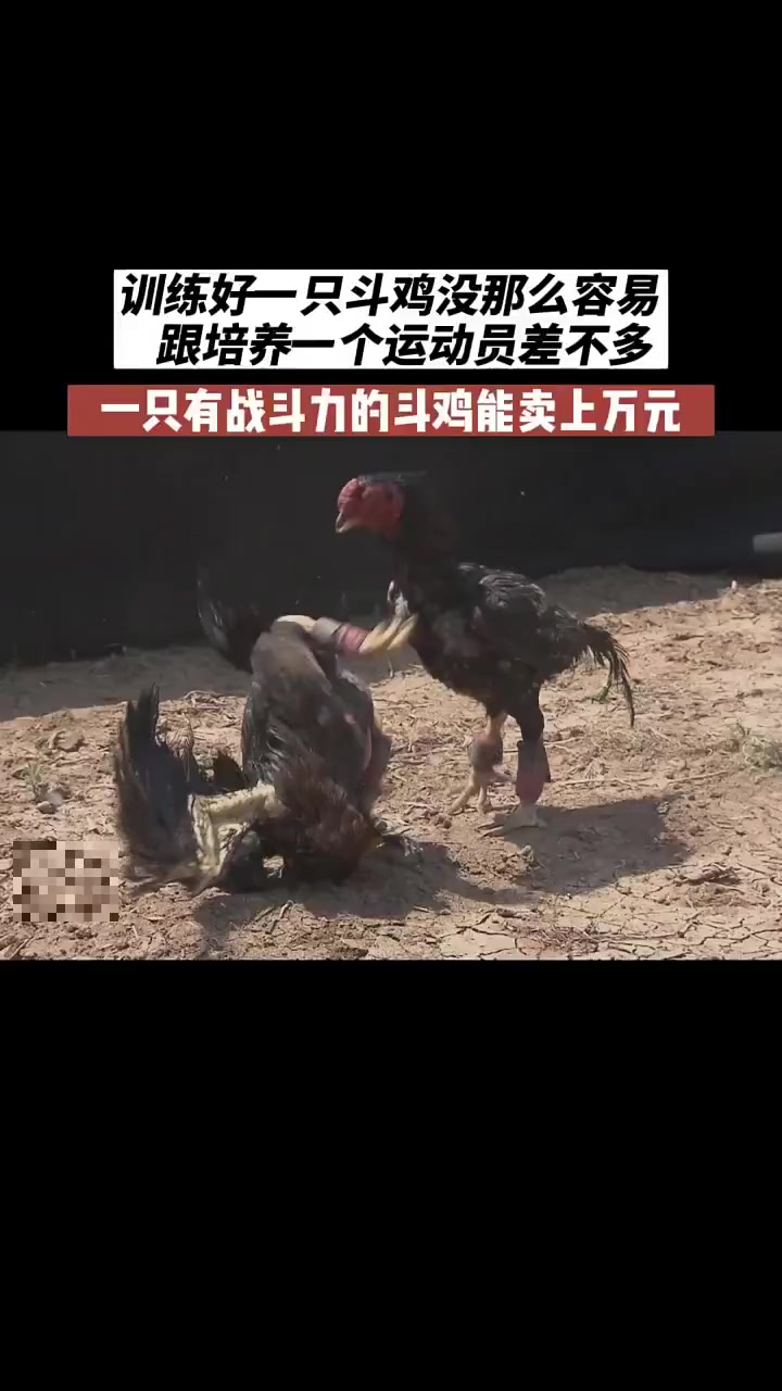 斗鸡售价上万训练难，饲养每天几十元含茶水按摩