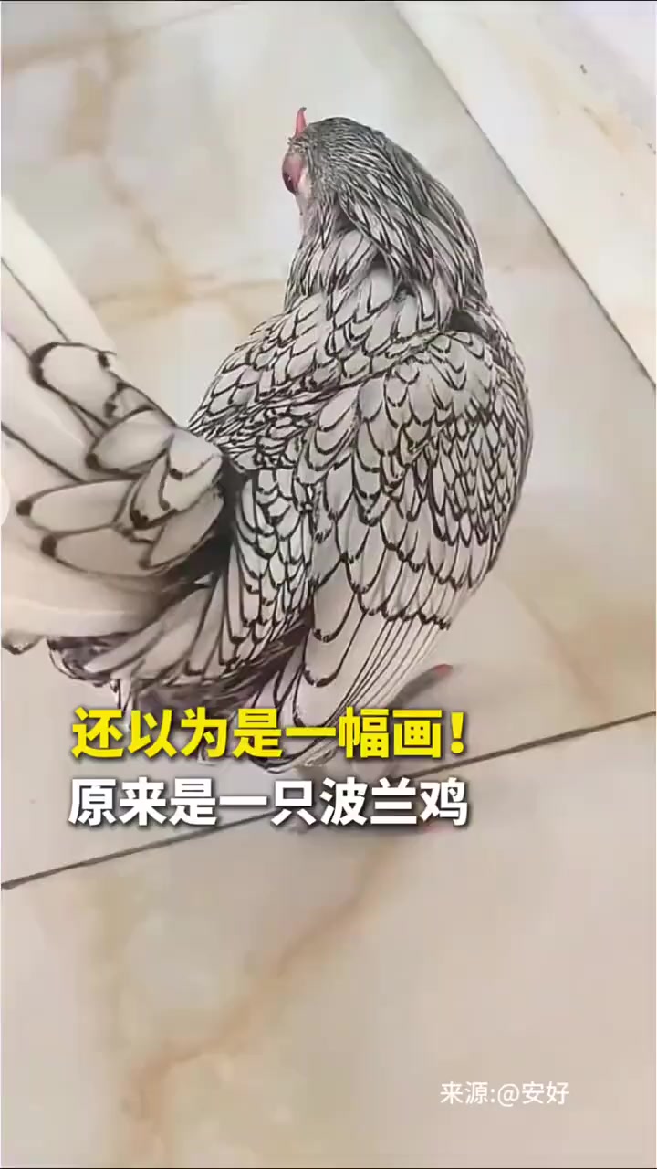 还以为是一幅画!原来是一只波兰鸡。#波兰鸡