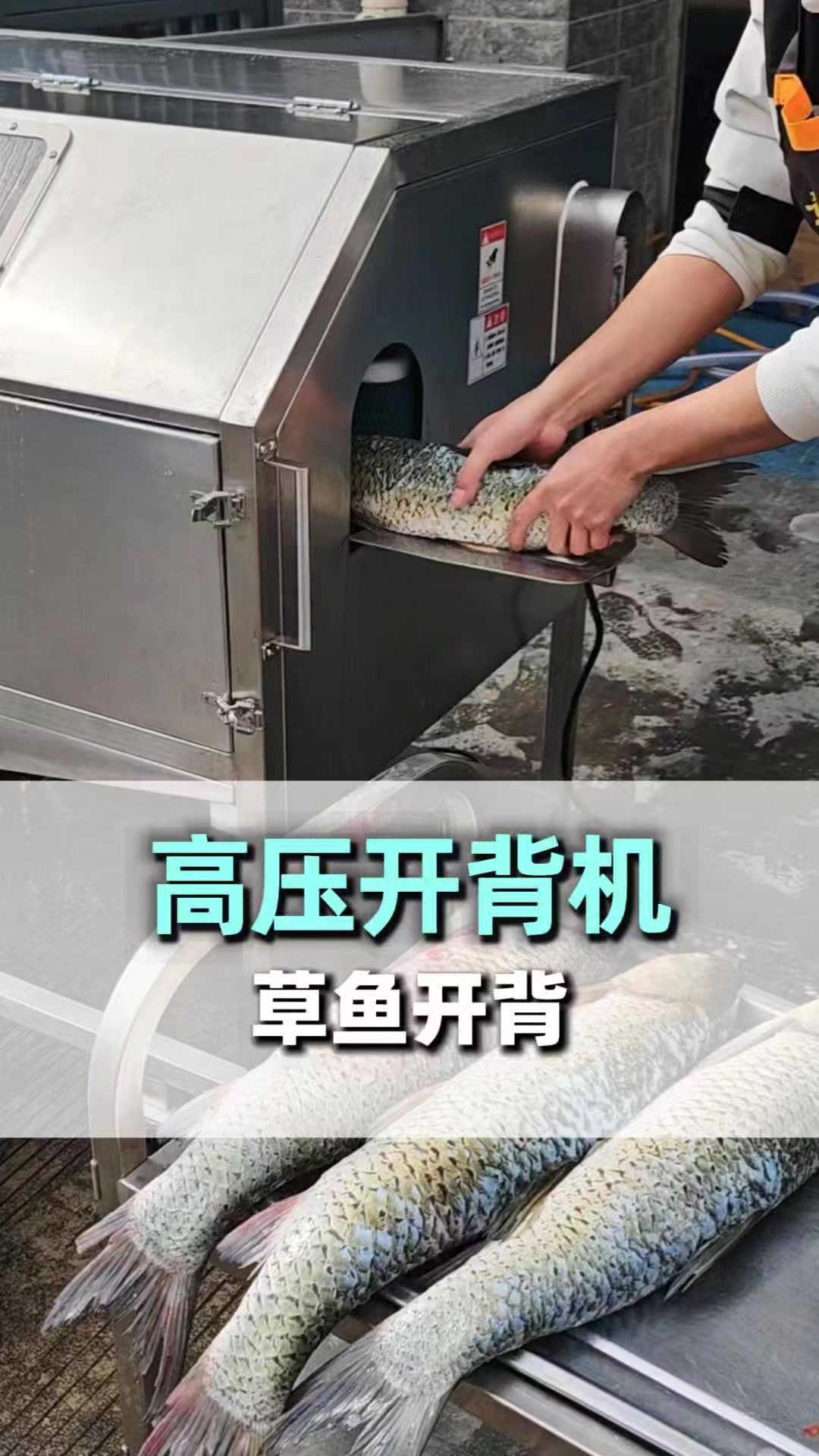 多功能开背机 水平高压开背机 草鱼开背居中深浅可调#食品机械设备##鱼类加工设备#